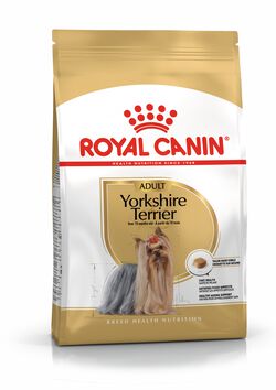 Yorkshire Terrier Adult