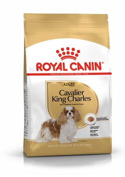 Cavalier King Charles Adult